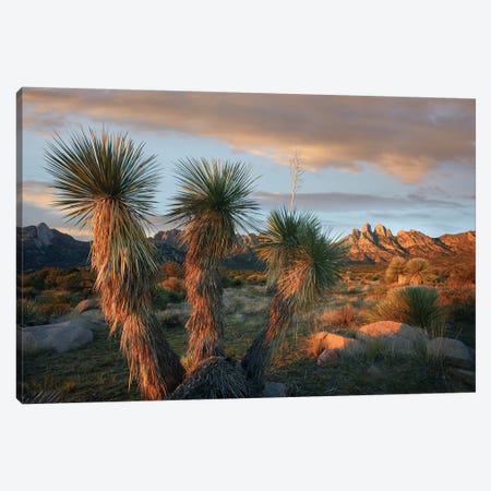 Yucca And Organ Mountains Near Las Cruces, New Mexico Canvas Print #TFI1192} by Tim Fitzharris Art Print