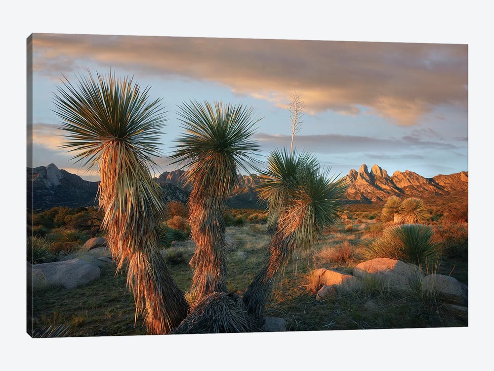 Yucca And Organ Mountains Near Las Cruces, New Mexico by Tim Fitzharris 1-piece Art Print