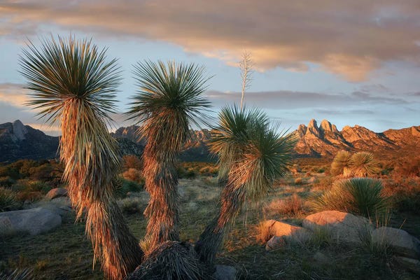 Quiver Trees: Yucca And Organ Mountains Near Las Cruces, New Mexico by Tim Fitzharris