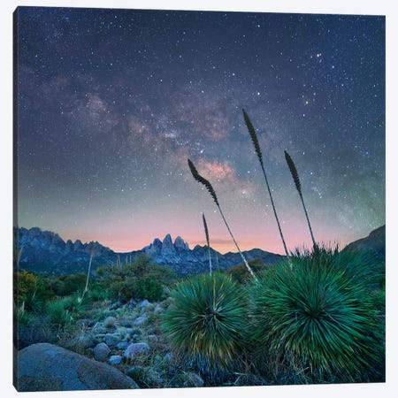 Agave And The Milky Way, Organ Mountains-Desert Peaks National Monument, New Mexico Canvas Print #TFI1194} by Tim Fitzharris Canvas Art