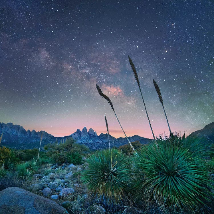 Agave And The Milky Way, Organ Mountains-Desert Peaks National Monument, New Mexico