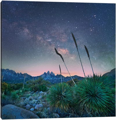 Agave And The Milky Way, Organ Mountains-Desert Peaks National Monument, New Mexico Canvas Art Print