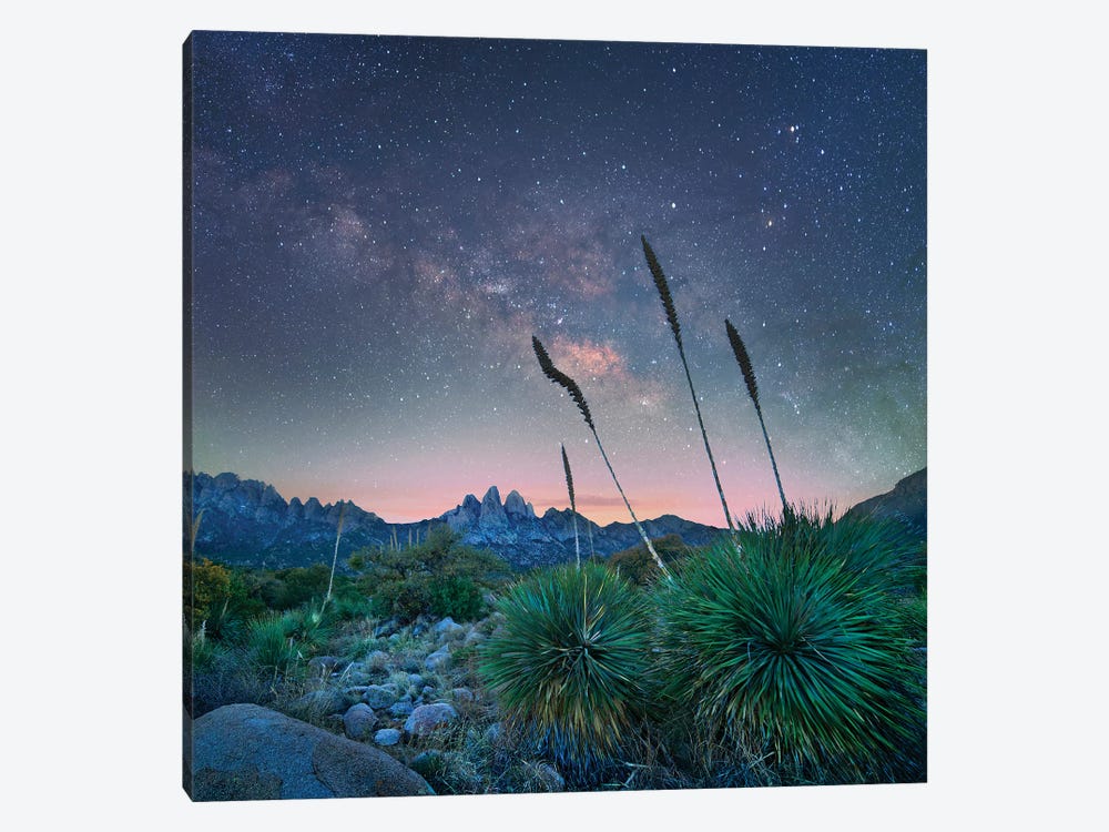 Agave And The Milky Way, Organ Mountains-Desert Peaks National Monument, New Mexico by Tim Fitzharris 1-piece Art Print
