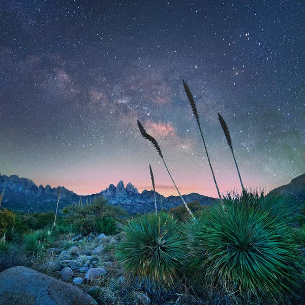 New Mexico: Agave And The Milky Way I, Organ Mountains-Desert Peaks National Monument, New Mexico by Tim Fitzharris