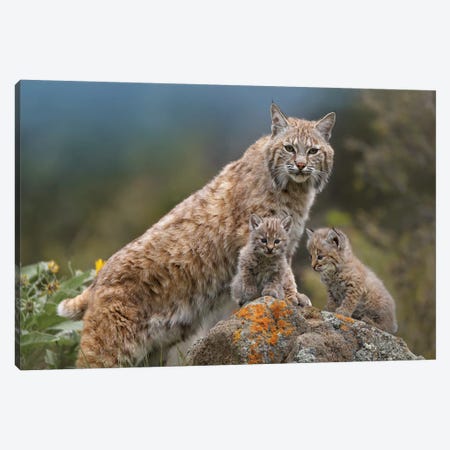 Bobcat Mother And Kittens, North America Canvas Print #TFI120} by Tim Fitzharris Canvas Print