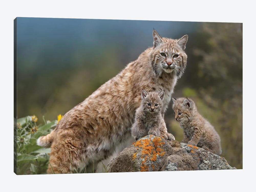 Bobcat Mother And Kittens, North America by Tim Fitzharris 1-piece Canvas Print