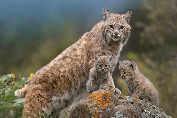 Minden Pictures: Bobcat Mother And Kittens, North America by Tim Fitzharris