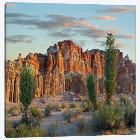 Joshua Tree Saplings And Cliffs, Red Rock Canyon National Conservation Area, Nevada Canvas Print #TFI1210} by Tim Fitzharris Canvas Wall Art