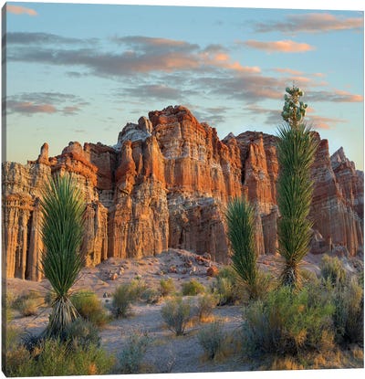 Joshua Tree Saplings And Cliffs, Red Rock Canyon National Conservation Area, Nevada Canvas Art Print - Desert Art
