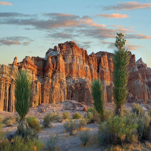 Canyons: Joshua Tree Saplings And Cliffs, Red Rock Canyon National Conservation Area, Nevada by Tim Fitzharris