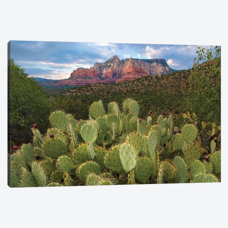 Opuntia Cactus And Mountain, Red Rock-Secret Mountain Wilderness, Arizona Canvas Print #TFI1216} by Tim Fitzharris Art Print
