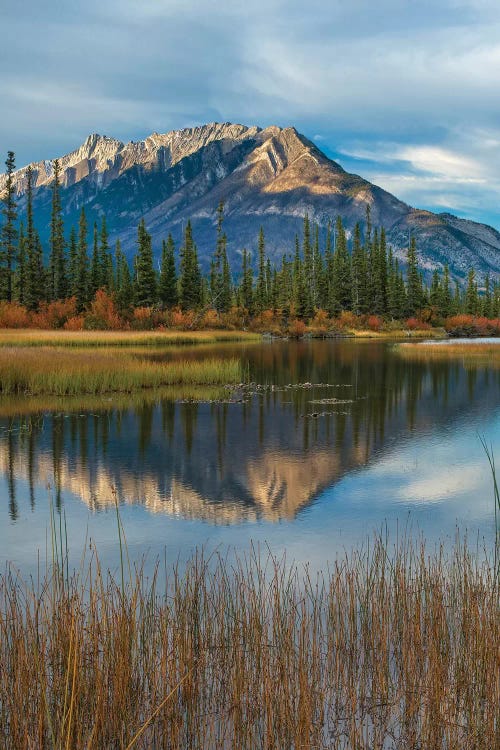 Taiga And Peaks, Moberly Flats, De Smet Range, Rocky Mountains, Jasper National Park, Alberta, Canada