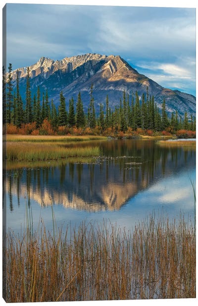 Taiga And Peaks, Moberly Flats, De Smet Range, Rocky Mountains, Jasper National Park, Alberta, Canada Canvas Art Print