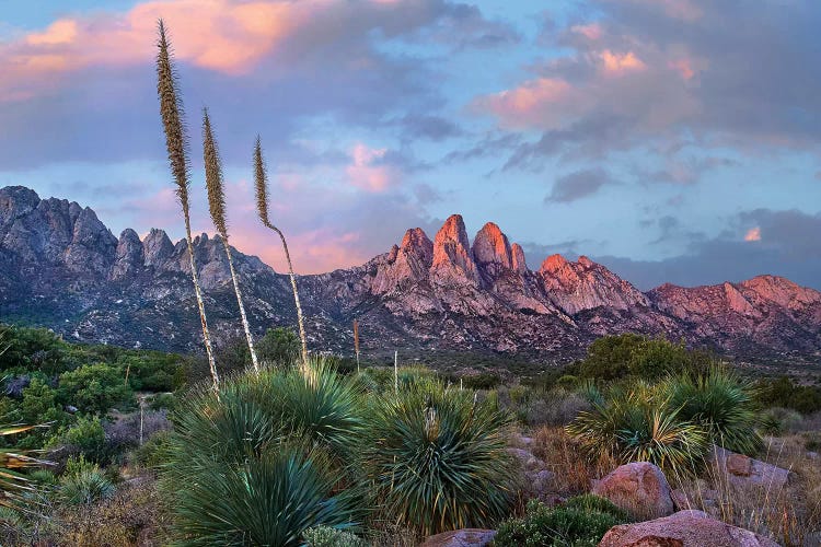 Agave and Organ Mountains, Aguirre Springs, New Mexico