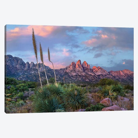 Agave and Organ Mountains, Aguirre Springs, New Mexico Canvas Print #TFI1228} by Tim Fitzharris Canvas Print
