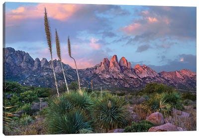 Agave and Organ Mountains, Aguirre Springs, New Mexico Canvas Art Print - New Mexico