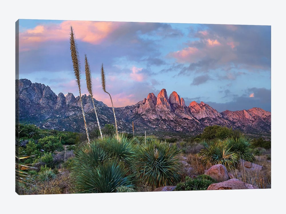 Agave and Organ Mountains, Aguirre Springs, New Mexico by Tim Fitzharris 1-piece Canvas Art
