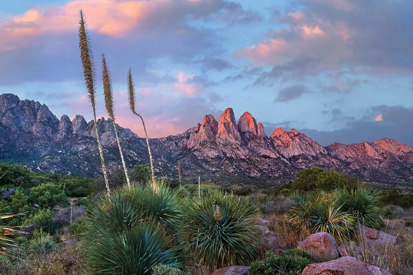 New Mexico: Agave and Organ Mountains, Aguirre Springs, New Mexico by Tim Fitzharris
