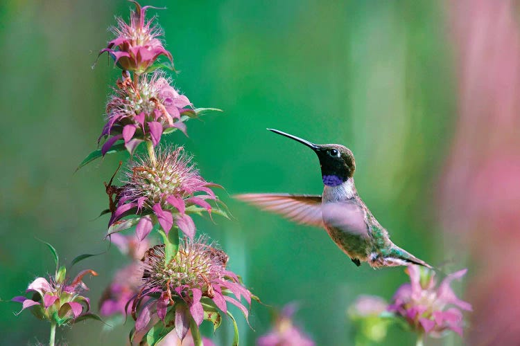 Black-chinned Hummingbird at bee balm, Texas, USA.  