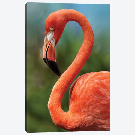 Caribbean Flamingo, showing off its flexible neck, Singapore Canvas Print #TFI1232} by Tim Fitzharris Canvas Art