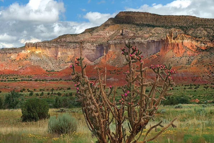 Chola cactus at Kitchen Mesa, Ghost Ranch, New Mexico, USA