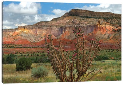Chola cactus at Kitchen Mesa, Ghost Ranch, New Mexico, USA Canvas Art Print - Succulent Art