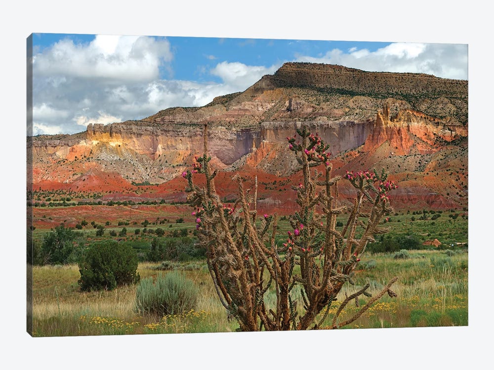 Chola cactus at Kitchen Mesa, Ghost Ranch, New Mexico, USA by Tim Fitzharris 1-piece Canvas Artwork