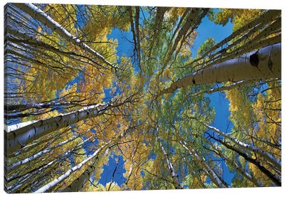 Looking up through Aspens to the sky, Kebler Pass, Colorado Canvas Art Print - Colorado Art