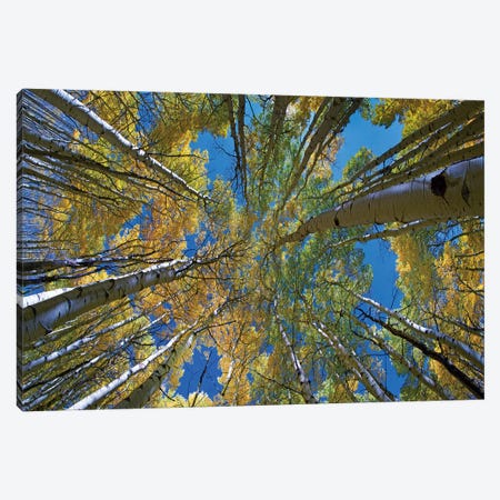 Looking up through Aspens to the sky, Kebler Pass, Colorado Canvas Print #TFI1238} by Tim Fitzharris Canvas Artwork