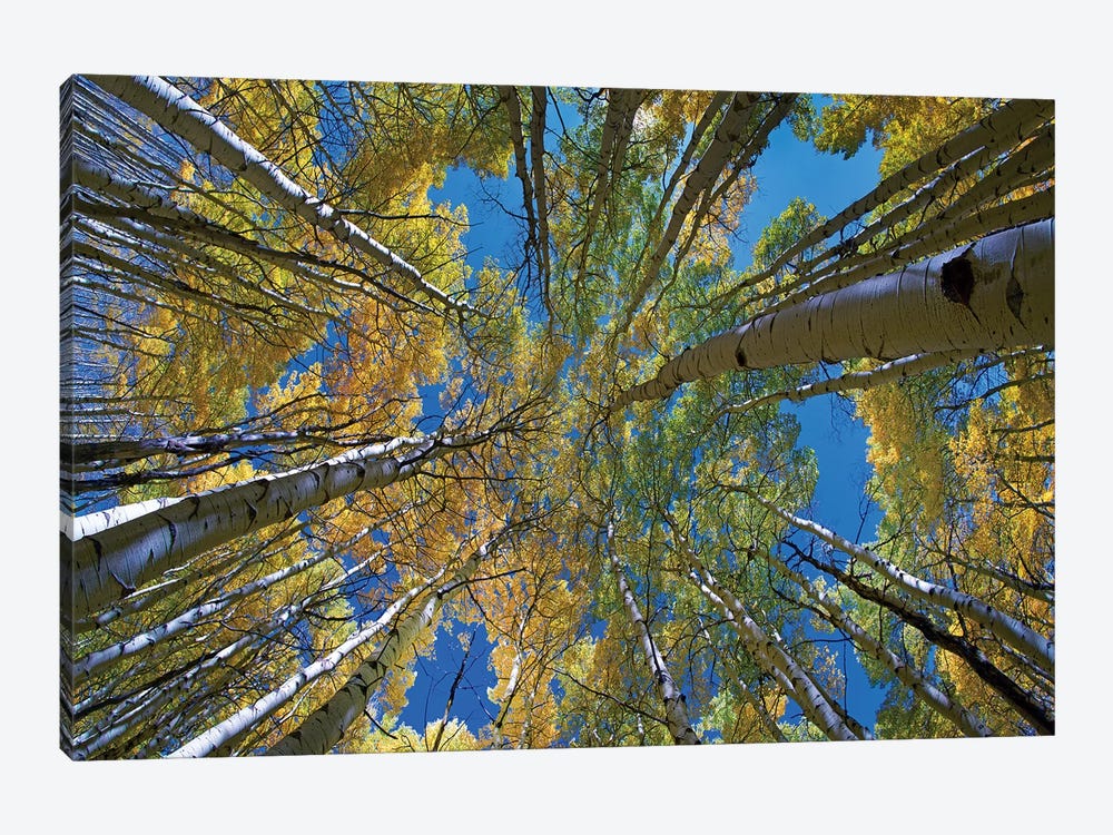 Looking up through Aspens to the sky, Kebler Pass, Colorado by Tim Fitzharris 1-piece Canvas Art Print