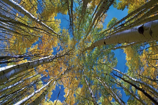 Colorado: Looking up through Aspens to the sky, Kebler Pass, Colorado by Tim Fitzharris