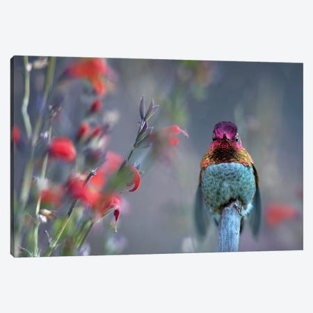 Male Anna's Hummingbird singing Arizona. Canvas Print #TFI1239} by Tim Fitzharris Canvas Wall Art