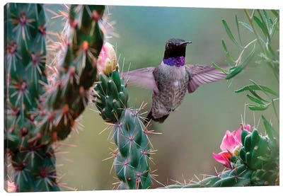 Male Black-chinned Hummingbird among cholla cactus, New Mexico, USA Canvas Art Print - Hummingbird Art