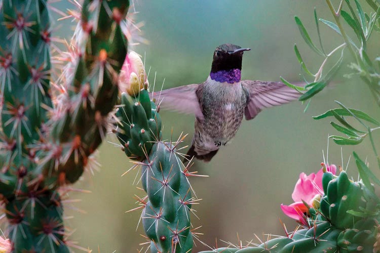 Male Black-chinned Hummingbird among cholla cactus, New Mexico, USA