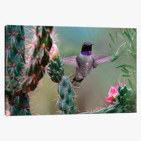 Male Black-chinned Hummingbird among cholla cactus, New Mexico, USA Canvas Print #TFI1240} by Tim Fitzharris Art Print