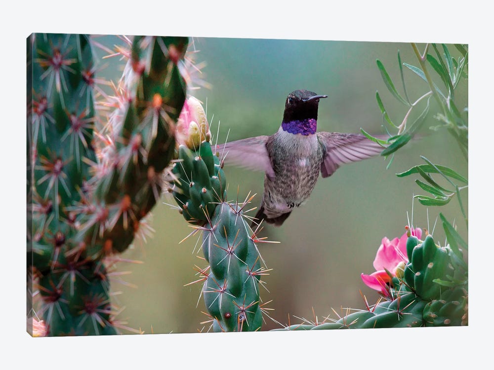 Male Black-chinned Hummingbird among cholla cactus, New Mexico, USA by Tim Fitzharris 1-piece Canvas Art