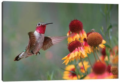 Male Broad-tailed Hummingbird at gaillardia, New Mexico Canvas Art Print - Macro Photography