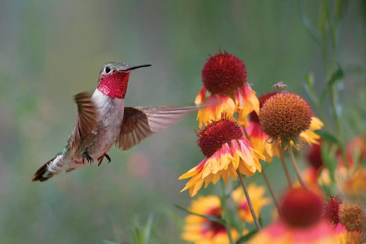 Male Broad-tailed Hummingbird at gaillardia, New Mexico