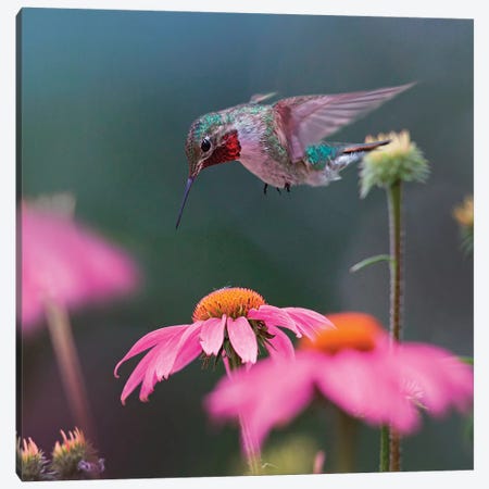 Male Ruby-throated Hummingbird foraging for nectar, Arkansas Canvas Print #TFI1242} by Tim Fitzharris Art Print