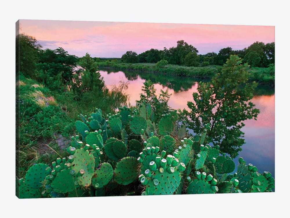 Prickly pear cactus at South Llano River State Park, Texas by Tim Fitzharris 1-piece Canvas Art Print