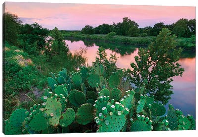 Prickly pear cactus at South Llano River State Park, Texas Canvas Art Print - Tim Fitzharris