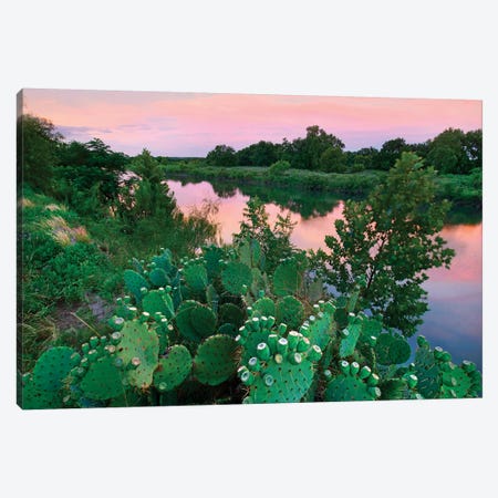 Prickly pear cactus at South Llano River State Park, Texas Canvas Print #TFI1245} by Tim Fitzharris Canvas Artwork