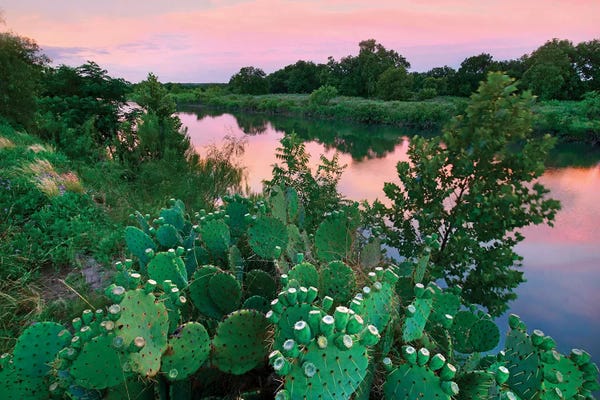 Cacti: Prickly pear cactus at South Llano River State Park, Texas by Tim Fitzharris