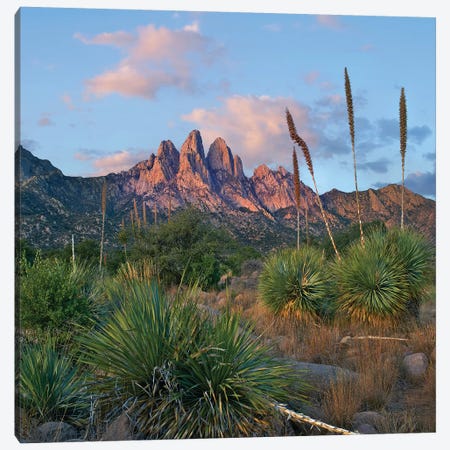 Agave, Organ Mts, Aguirre Spring Nra, New Mexico Canvas Print #TFI1248} by Tim Fitzharris Canvas Print