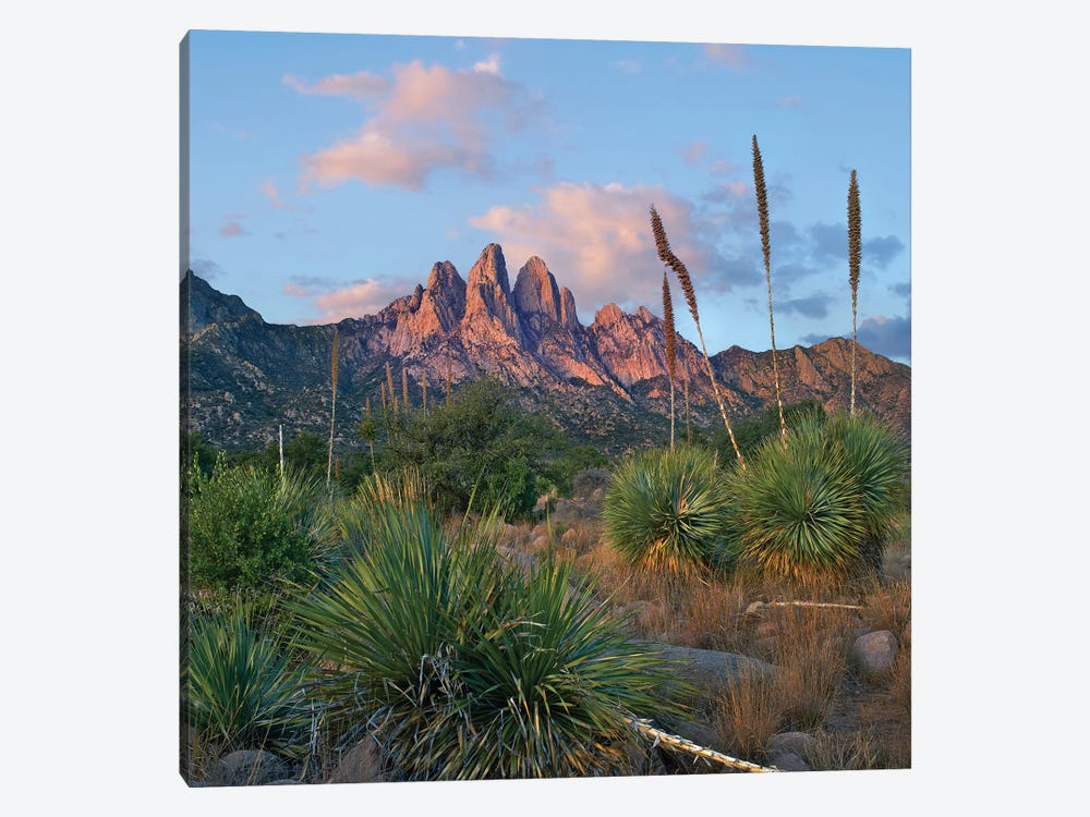 Agave, Organ Mts, Aguirre Spring Nra, New Mexico 1-piece Canvas Wall Art