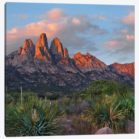 Agave, Organ Mts, Aguirre Spring Nra, New Mexico Canvas Print #TFI1249} by Tim Fitzharris Art Print