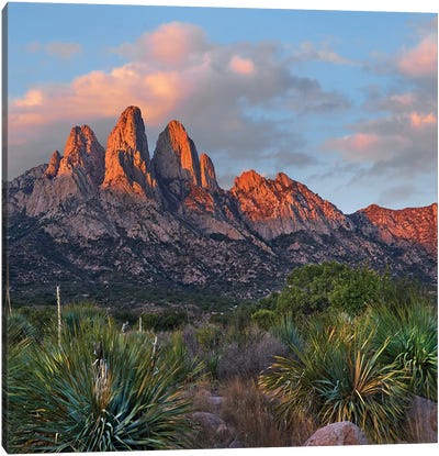 Agave, Organ Mts, Aguirre Spring Nra, New Mexico Canvas Art Print - New Mexico