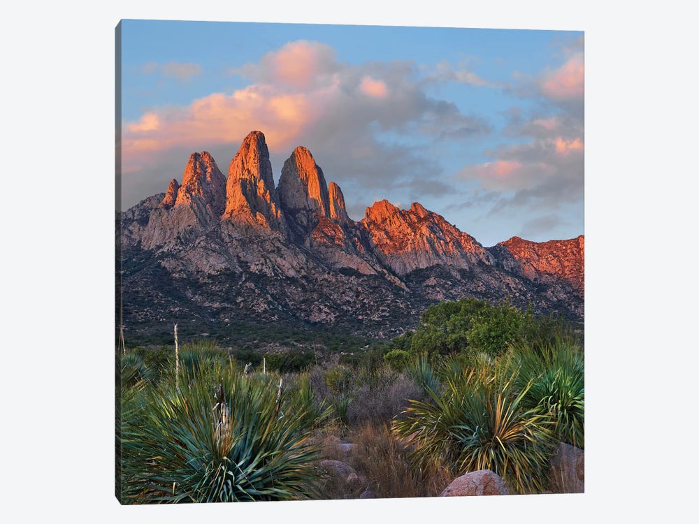 Agave, Organ Mts, Aguirre Spring Nra, New Mexico by Tim Fitzharris 1-piece Art Print