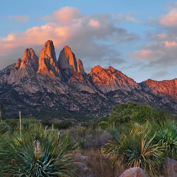 New Mexico: Agave, Organ Mts, Aguirre Spring Nra, New Mexico by Tim Fitzharris