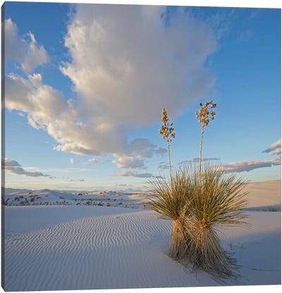 Agave, White Sands , New Mexico Canvas Art Print - Desert Art